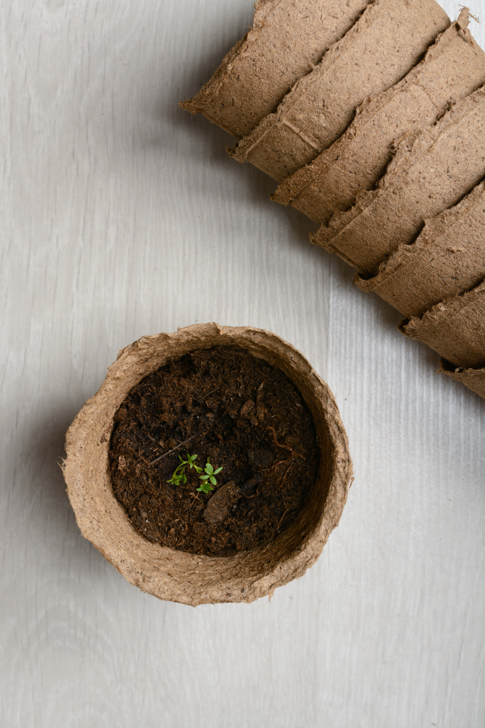 peat-pot-with-seedlings